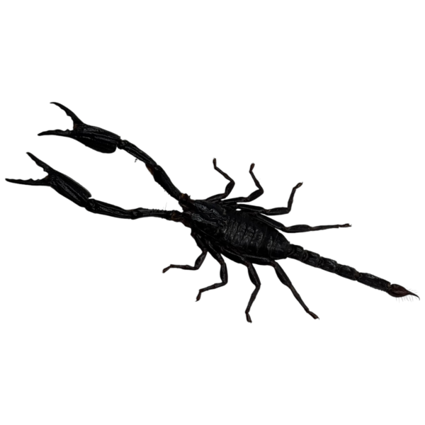 Giant Forest Scorpion Heterometrus longimanus Taxidermy A1 Quality Specimen Oddiesties for Collectors